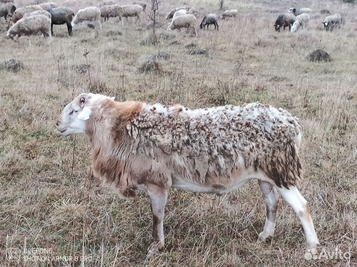 Овцы бараны ягнята