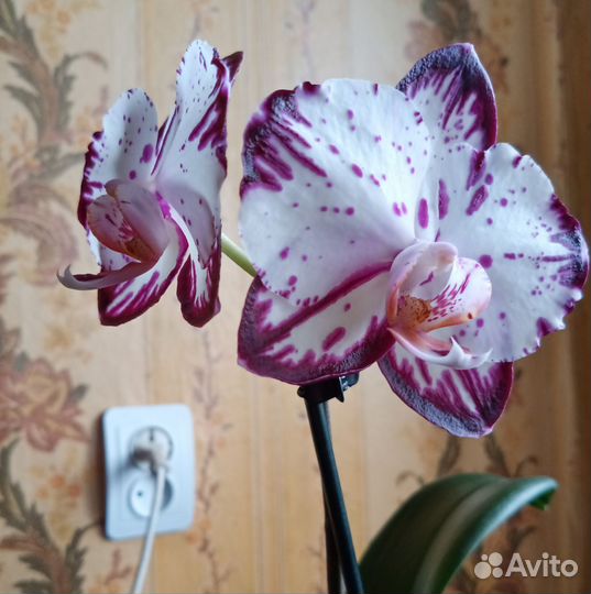 Орхидея фаленопсис