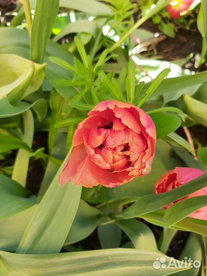 Луковицы тюльпанов смесь сортов