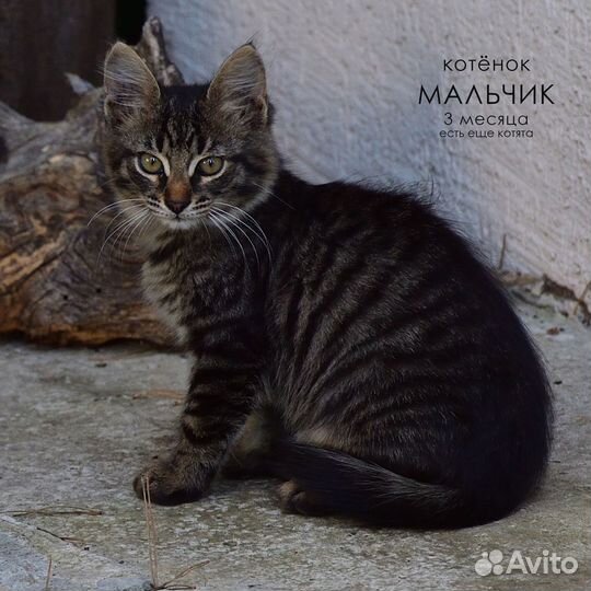 Котята мальчики
