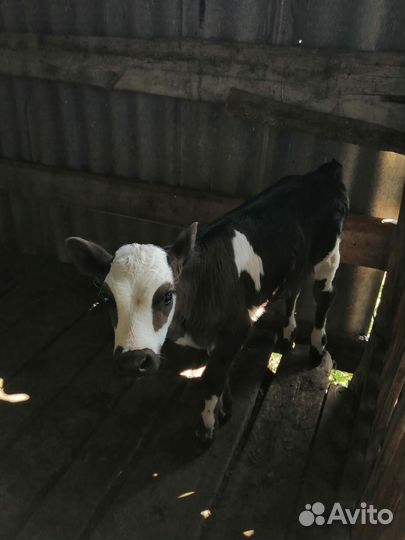 Телята молочные