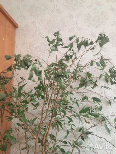 Фикус