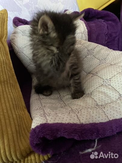 Котенок (кошечка) пушистая