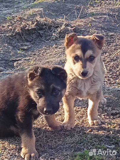 Щенки