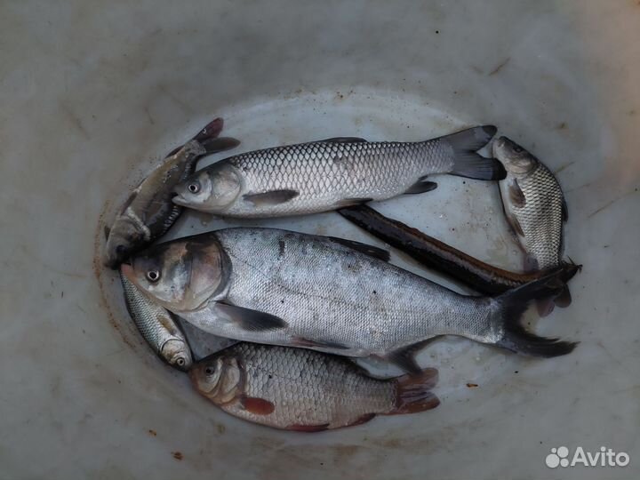 Зарыбление водоемов