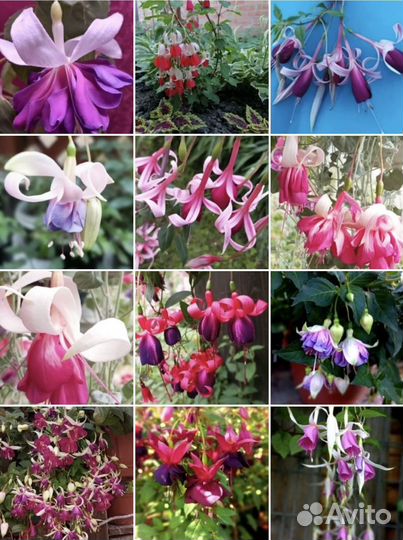 Фуксии сортовые