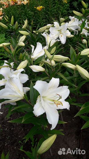 Лилия луковицы