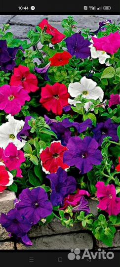 Рассада петунии