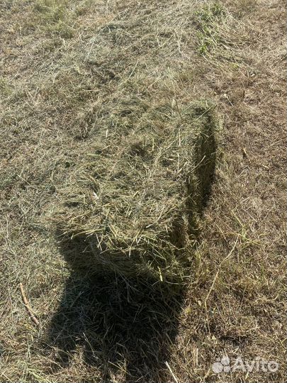Сено луговое в тюках шикарное, можно и с доставкой