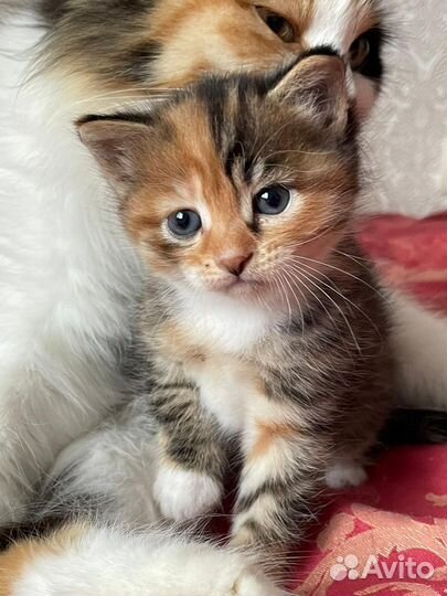Отдам в добрые руки замечательного котенка