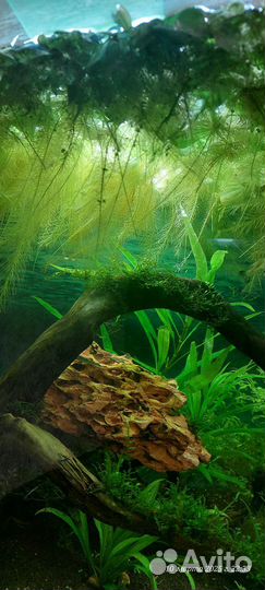 Растения пистия аквариумное