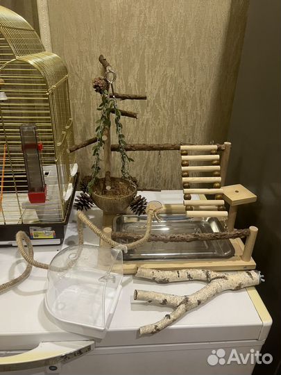 Попугай какарик с клеткой