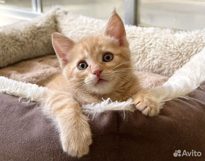 Рыжий котенок Потапыч