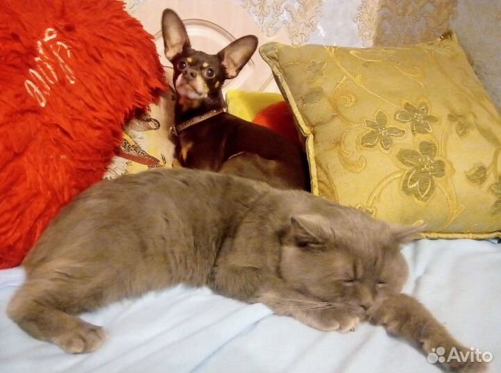 Той-терьер вязка