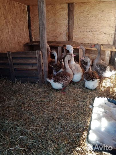 Мясо гуся,утки