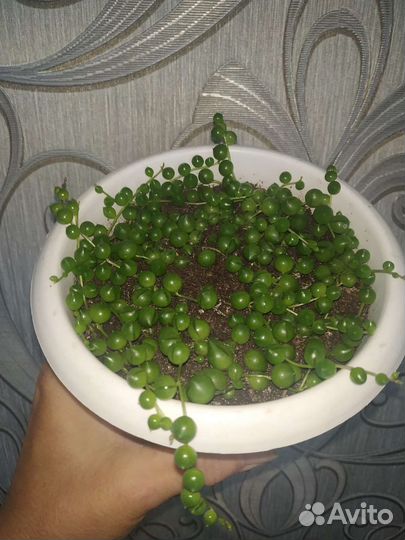 Крестовник роули, геррейна