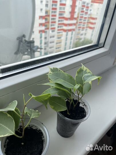 Фикус бенджамина