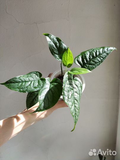 Монстера, Рафидофора, Хойя, бегония