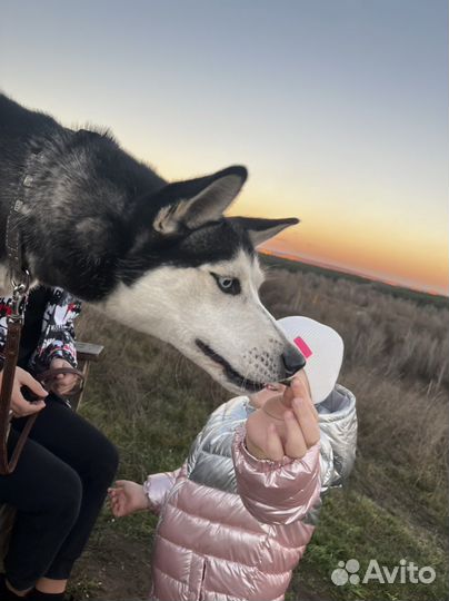 Сибирский хаски