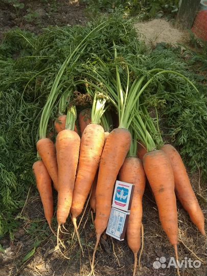 Продать морковь