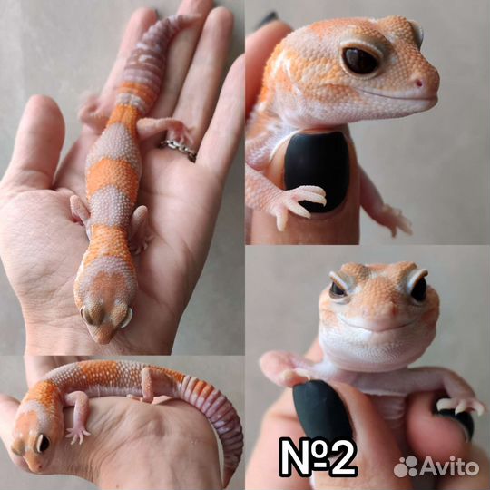 Гемитекониксы