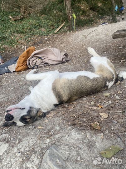 Собака в добрые руки