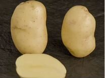 Картофель семенной Алверстоун рассет(Голандия)