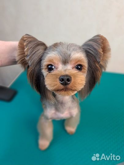 Стрижка собак и кошек