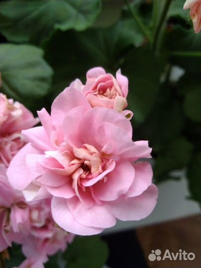 Пеларгония герань сортовая