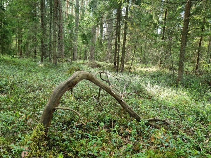 Участок 14 сот. (ИЖС)