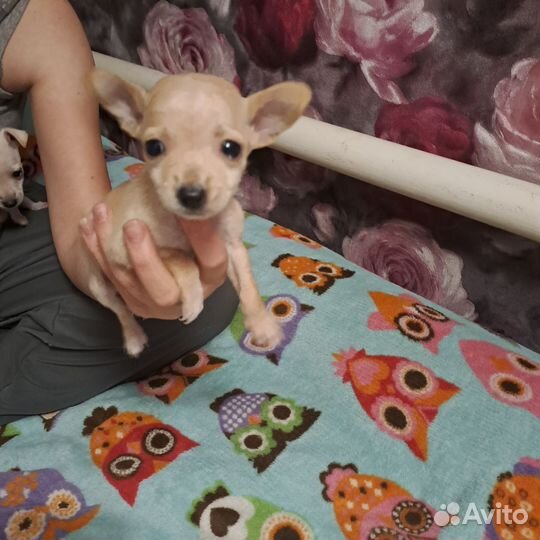 Той-терьер щенки