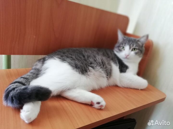 Кошечка