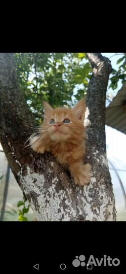 Котята мейн кун