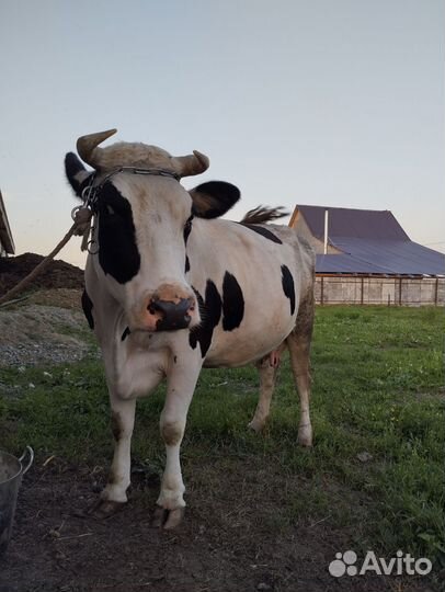 Корова дойная