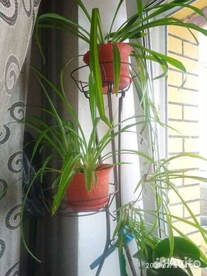 Хлорофитум