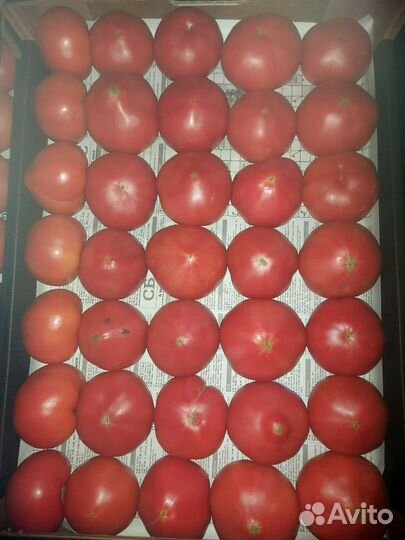 Помидор розовый