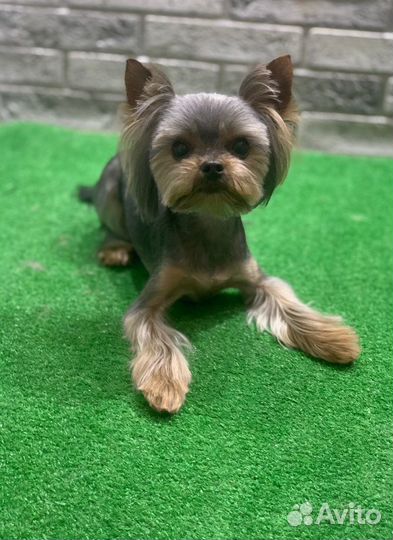 Груминг собак мелких пород бережный подход