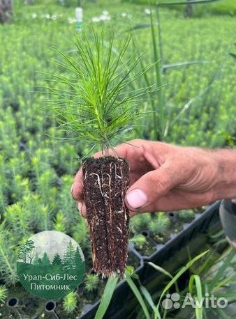 Сеянцы зкс Сосна окс Ель Лиственница Горная