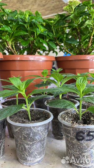 Гортензия метельчатая. Укорененные черенки