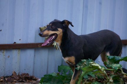 Собака в Дар