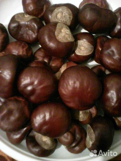 Плоды каштана конского 2022 года