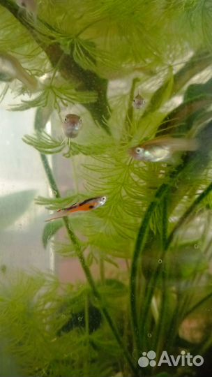 Гуппи эндлера