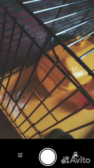 Вещи для хомяка