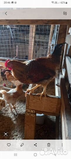 Молодые петушки