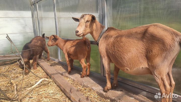 Ч.п. камерунские козлята и козы под покрытие