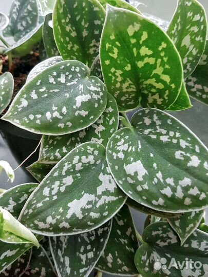 Сциндапсусы Пиктус и Сиамский, филодендрон Бразил