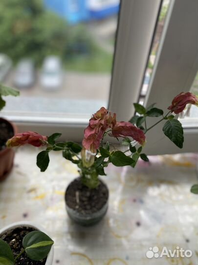 Гибискус,красандра и пеларгония