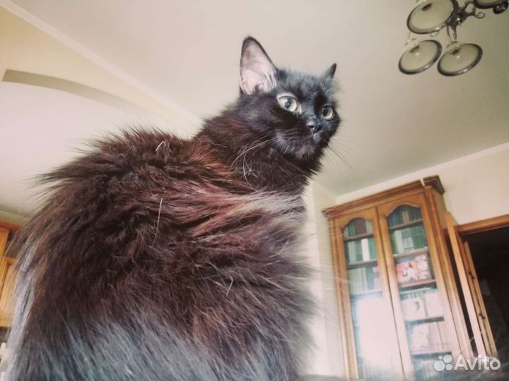 Добрая умная кошка ищет новый дом