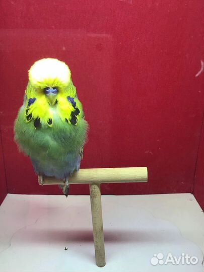 Попугаи ввп чехи выставочные попугаи