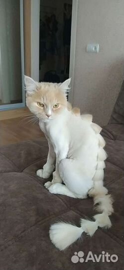 Груминг (стрижка) животных